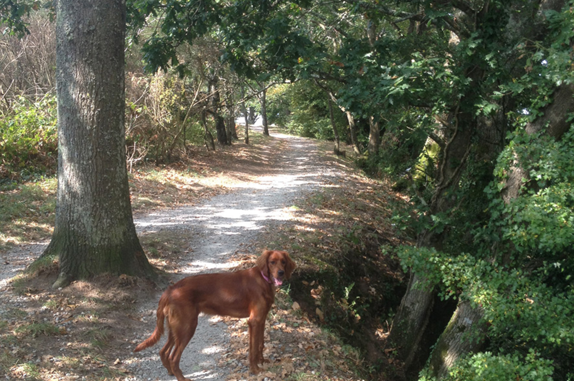 Sentier